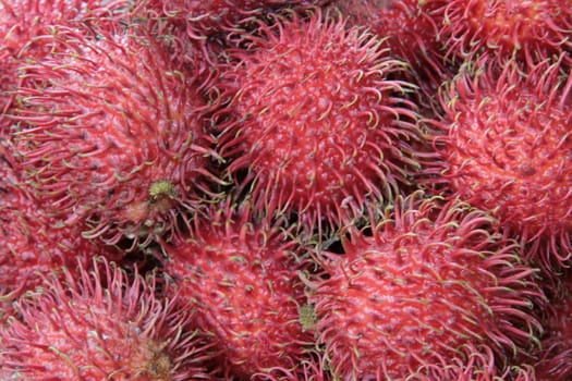 closeup of a red hairy rambutan fruit
