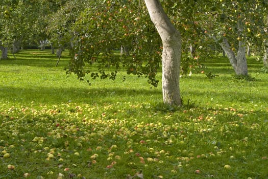 Apples fallen under a tree. Harvest in Latvia.