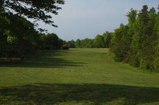 a green field between two rows of trees