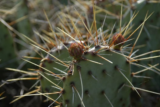 Closeup of view of a prickly cactus