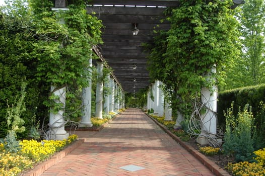 a garden walkway covered in vines and other natural plants