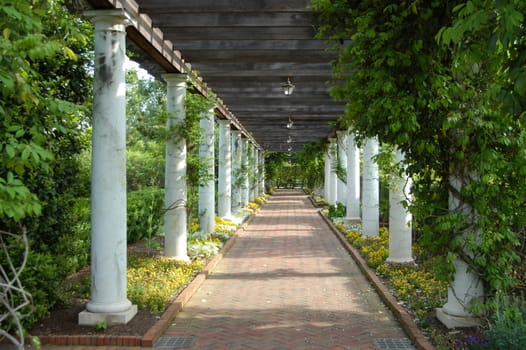 a garden walkway covered in vines and other natural plants