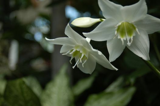 A closeup view of two white orchids in a garden