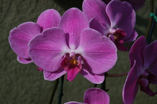 A closeup view of purple orchids in a garden