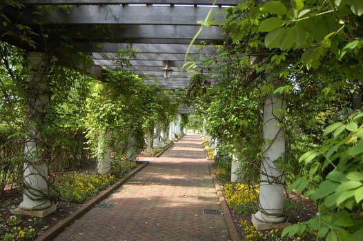 a garden walkway covered in vines and other natural plants