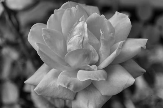 A closeup view of a red rose seen in black and white