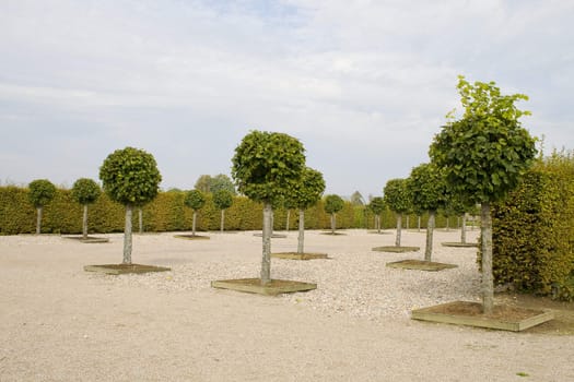 This is a shot of a row of lime trees