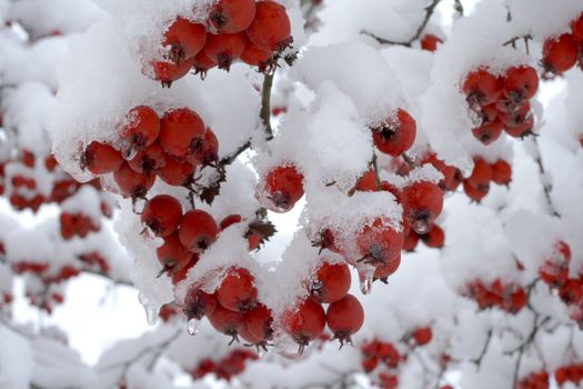 Red winter berries with new fallen snow.