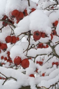 Red winter berries with new fallen snow.