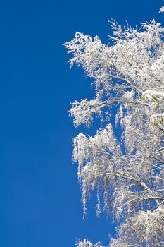 Birches just after the snowfall