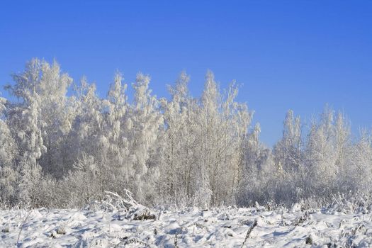 A winter forest, just after the snowfall