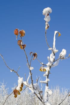 Close-up of leaves with rime