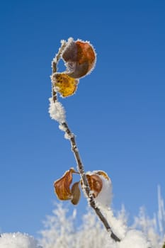 Close-up of leaves with rime