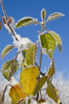 Close-up of leaves with rime