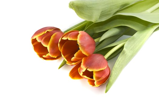 Red tulips on a white background with copy space
