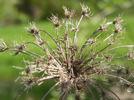 This picture was taken near river Pcinja, Macedonia. It symbolize the spring time.