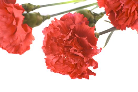 Red carnations on a white background with copy space