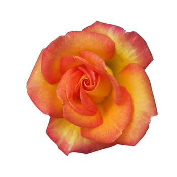 Beautiful rose on a white background with clipping path