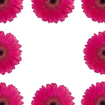 Red gerberas on a white background with copy space