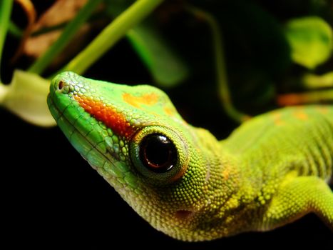madagascar giant day gecko hangs out in his tank