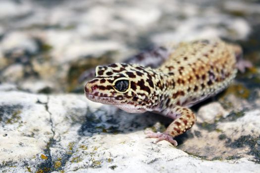 healthy adul leopard gecko