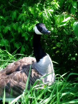 a canadian goose hangs out near a lake