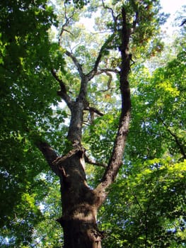 a healthy green tree in the summertime