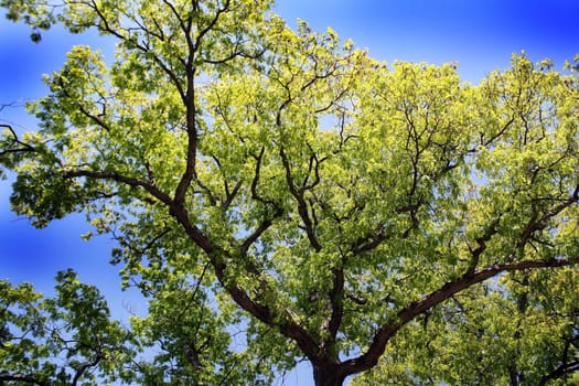 a healthy green tree in the summertime