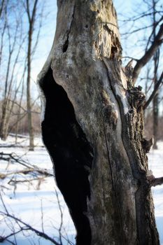 an old hollowed out tree in the woods