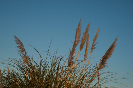 Pampas grass or,Toi toi, fanned against blue sky.