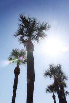 palm trees in daytona beach florida
