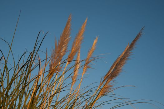 Pampas grass, or Toi toi,  against blue sky.