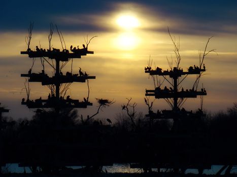 the sun sets behind an endangered bird sanctuary in Illinois
