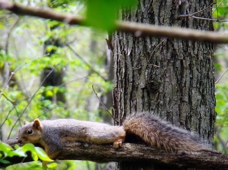 a squirrel laying on a tree branch