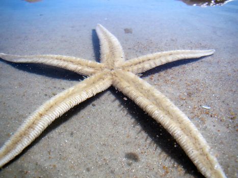 a starfish in florida