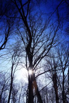 rays of the sun shine through tall trees in the winter