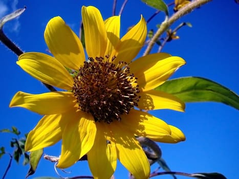 a sunflower sways in the wind on a warm sunny day