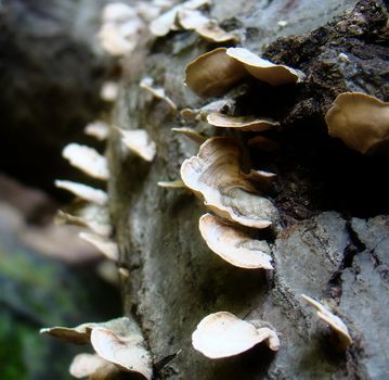 tree fungi growing on a dead log