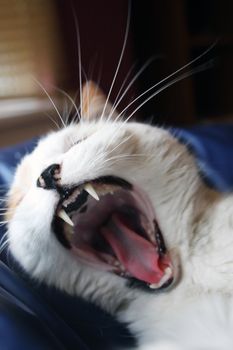 a yawning calico cat