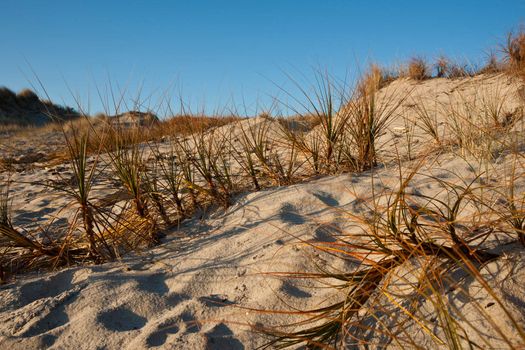 Papamoa beach sand dunes, marram grass, close up.