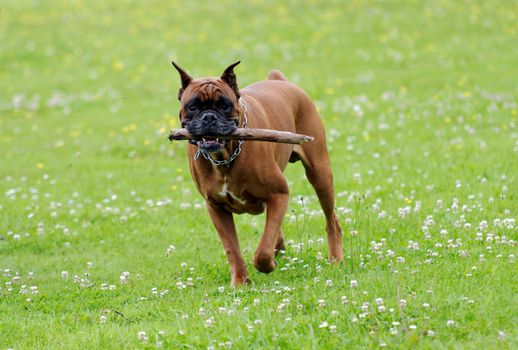 a boxer dog in action