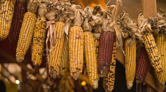 Different kinds of corn cobs hanged on a market stall.