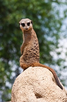The meerkat or suricate, Suricata suricatta, is a small mammal belonging to the mongoose family.