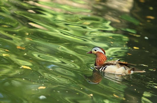 Mandarin duck (Aix galericulata) in water with green tree reflexions.
