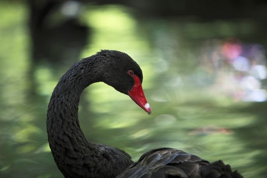 Close up image opf a black swan (Cygnus atratus) in a lake.