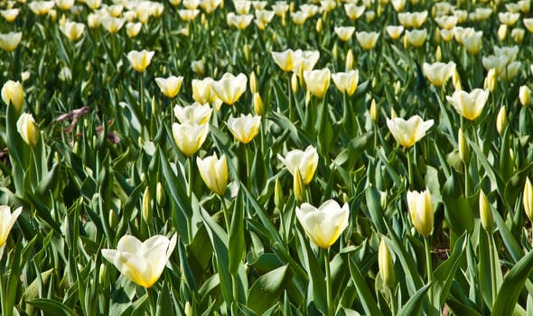 Cultivation of Darwin Hybrid Tulip Jaap Groot: yellow and white bicolor, perennial group