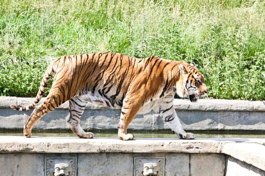 The tiger (Panthera tigris), a member of the Felidae family, is the largest of the four "big cats" in the genus Panthera. The tiger is native to much of eastern and southern Asia, and is an apex predator and an obligate carnivore.