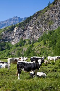 Italian cows during a sunny day close to Susa, Piedmont, Italian Alps