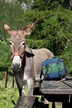 Free donkey on Italian Alps, looking to the camera