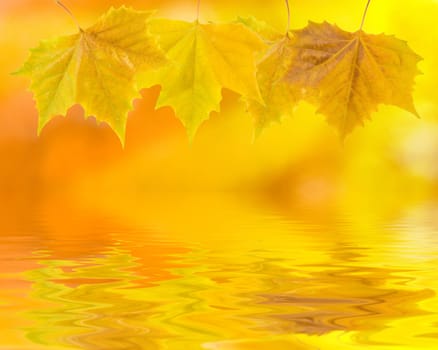 Beautiful golden leaves in autumn with reflection